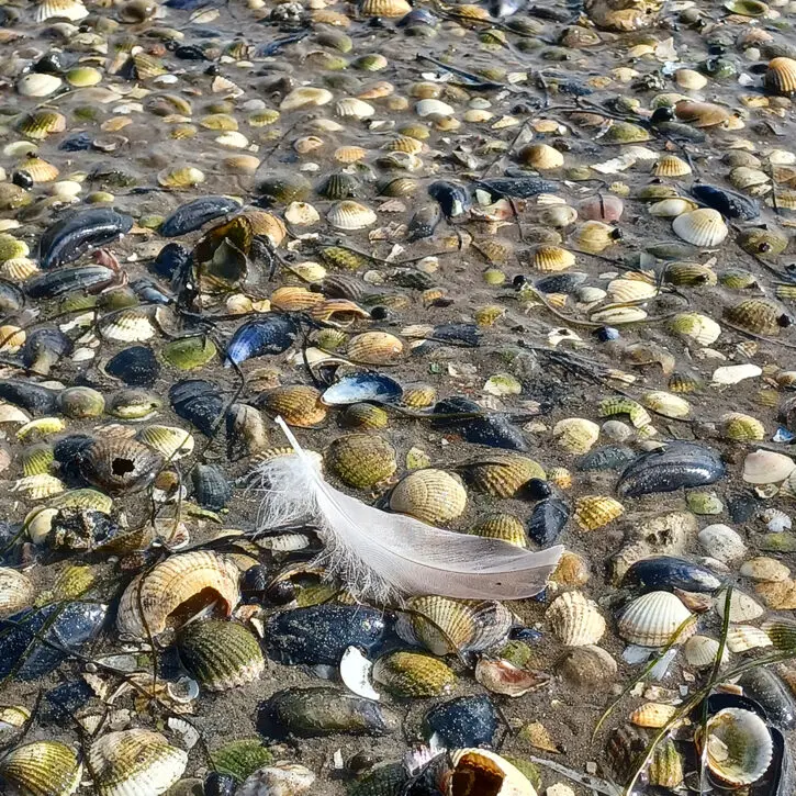 Familienaufstellung in Winsen Luhe – Blockaden lösen & Klarheit finden. Auf dem Bild zu sehen, eine Feder auf einen von Muscheln übersehten, nassen Strand